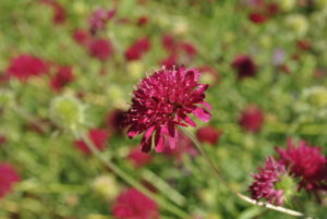Knautia macedonica