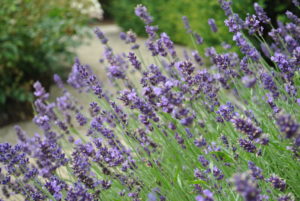 Lavandula angustifolia Hidcote
