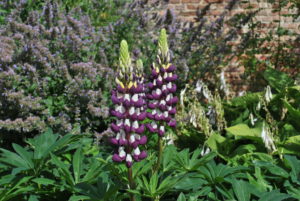 Lupinus The Governor