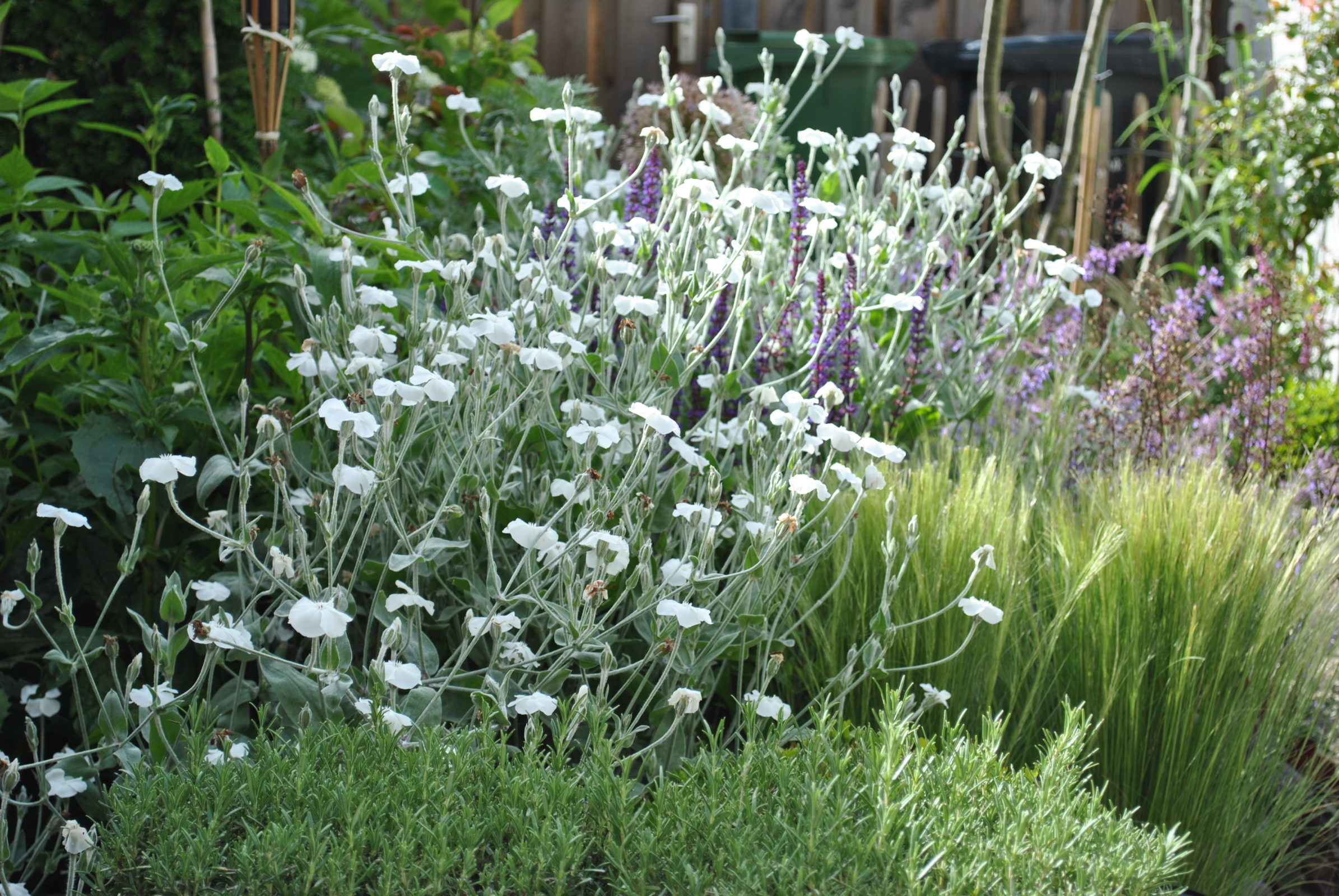 Grijze tinten de border - Zeelandplant