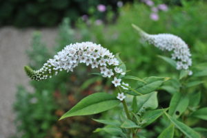 Lysimachia clethroides