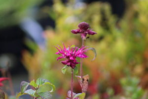 Monarda Kardinal