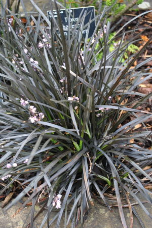 Ophiopogon planiscapus Niger