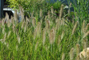 Pennisetum alopecuroides Hameln