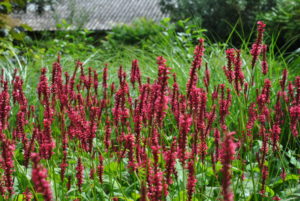 Persicaria amplexicaulis Speciosa
