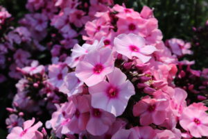 Phlox paniculata Bright Eyes