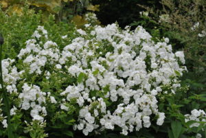 Phlox paniculata White Admiral