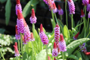 Primula vialii