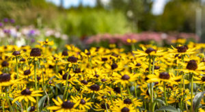 Rudbeckia fulgida Goldsturm