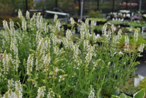 Salvia nemorosa Schneehügel