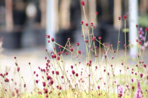 Sanguisorba officinalis Tanna