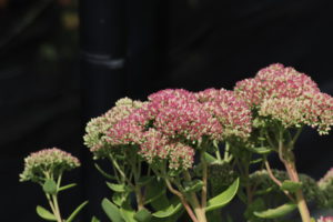 Sedum Herbstfreude