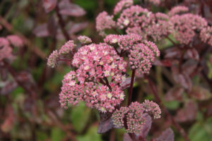 Sedum Matrona