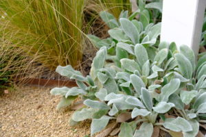 Stachys byzantina Silver Carpet