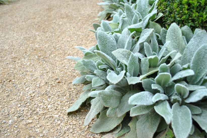 Stachys-byzantina-Silver-Carpet-2-822x550.jpg