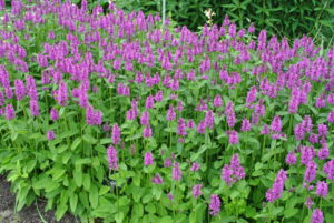 Betonica officinalis Hummelo
