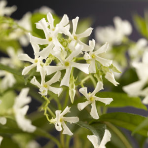 Trachelospermum jasminoides