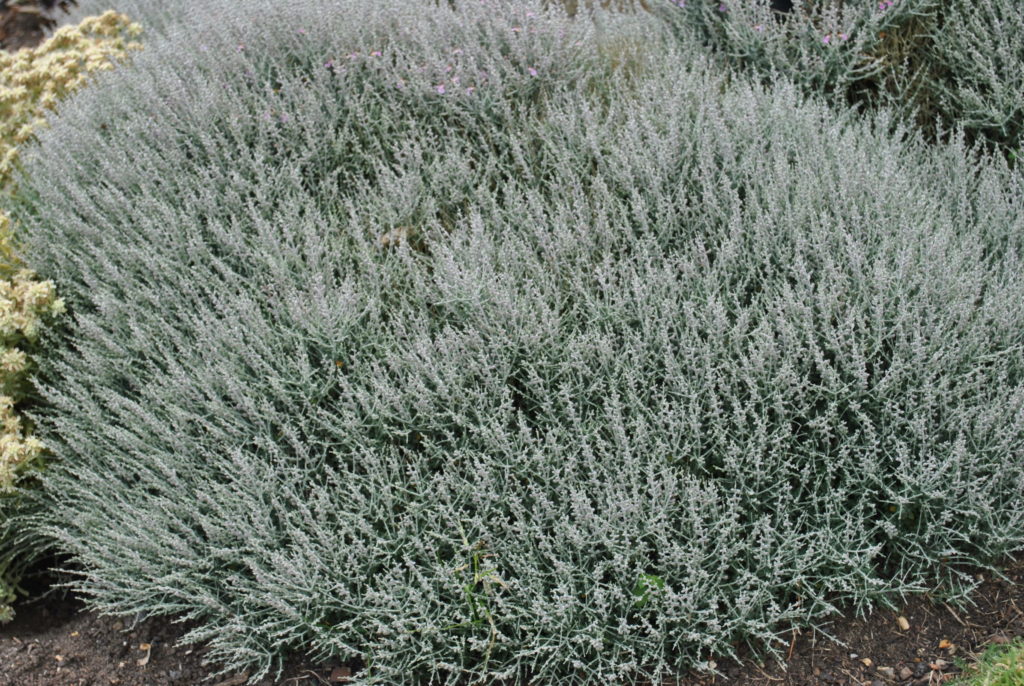 van katten in de tuin - Zeelandplant