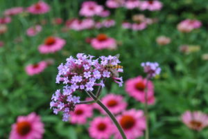 Verbena bonariensis
