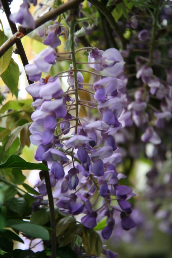 Wisteria sinensis Prolific - Zeelandplant Wisteria Sinensis Prolific - Zeelandplant