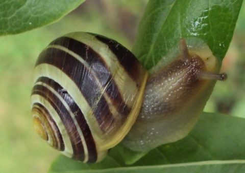 slakken in de tuin