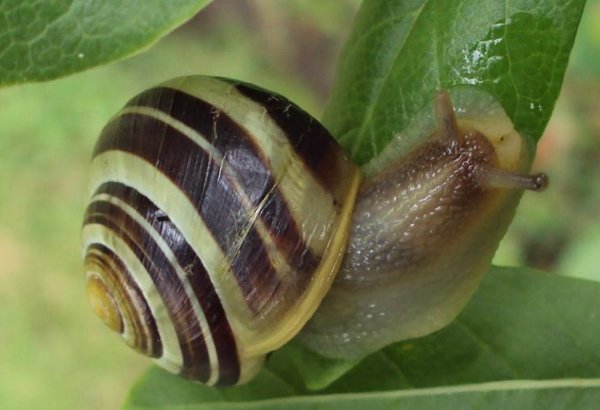 slakken in de tuin