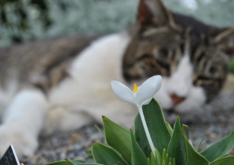 katten in de tuin