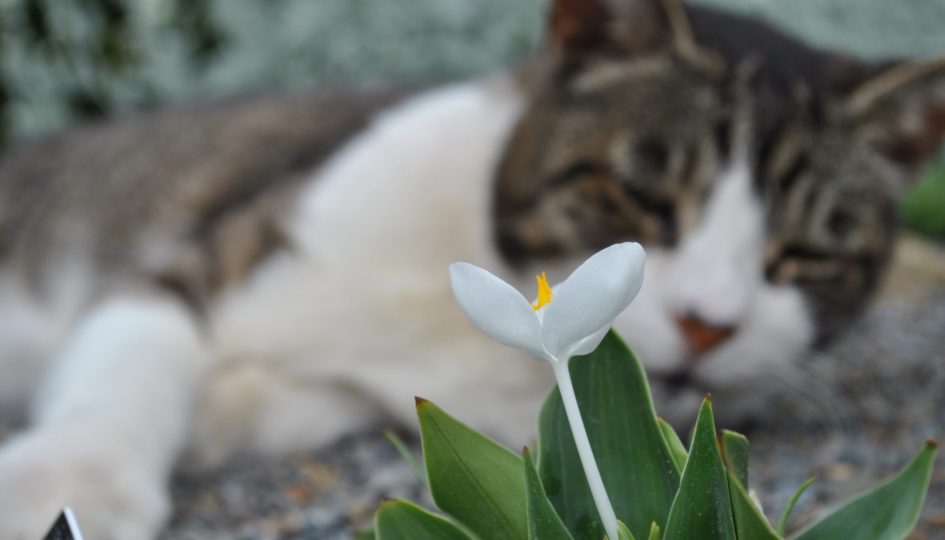 katten in de tuin