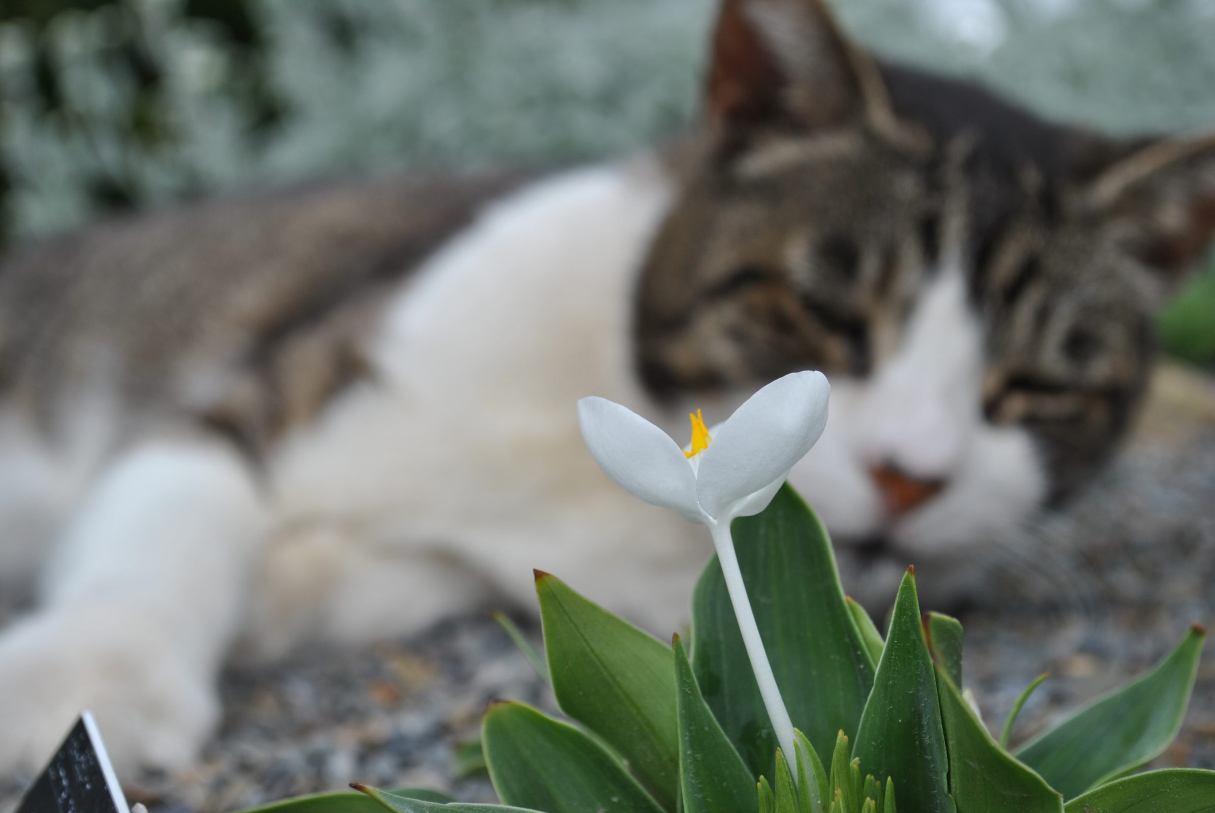 Systematisch instant verwijzen Last van katten in de tuin - Zeelandplant