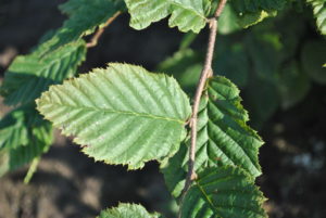 Carpinus betulus