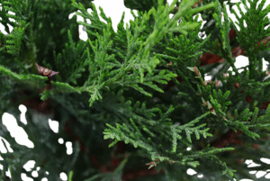 Cupressocyparis leylandii