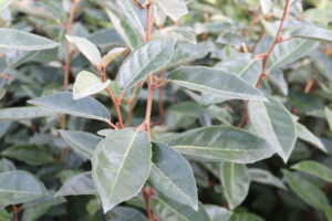Elaeagnus ebbingei