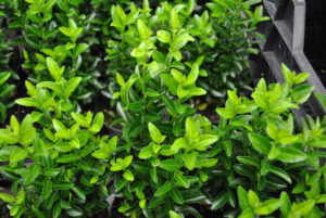 Euonymus japonicus Green Spire