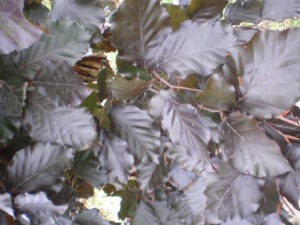 Fagus sylvatica Atropunicea
