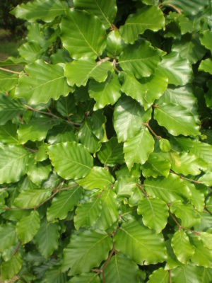 Fagus sylvatica