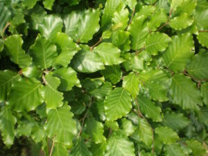 Fagus sylvatica