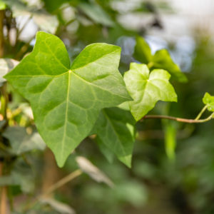 Hedera hibernica