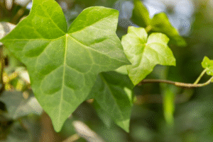 Hedera hibernica