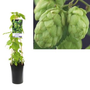 Humulus lupulus Nordbrau