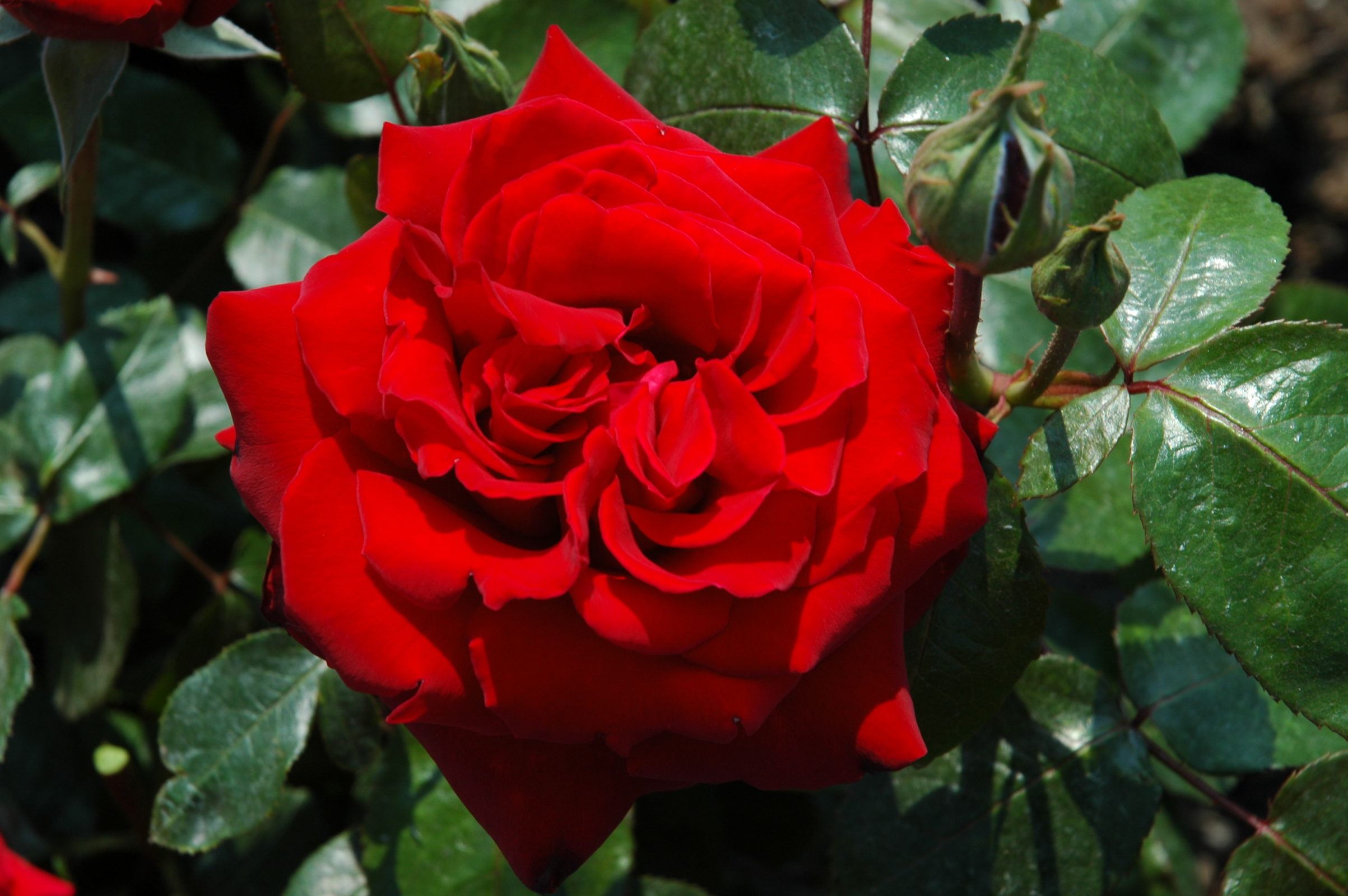 Rosa Ingrid Bergman Zeelandplant