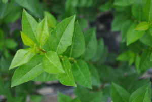Ligustrum ovalifolium
