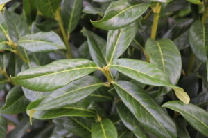 Prunus laurocerasus Genolia®