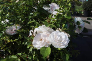 Rosa Aspirin Rose