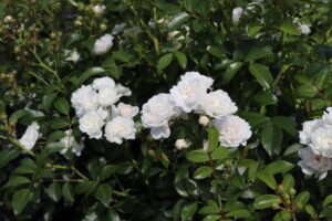 Rosa Crystal Fairy