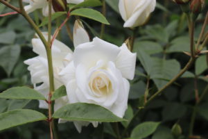 Rosa Schneewittchen