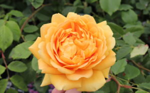 Rosa Golden Celebration®