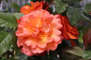 Rosa Westerland