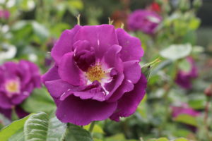 Rosa Rhapsody in Blue