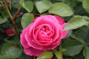 Rosa Leonardo da Vinci