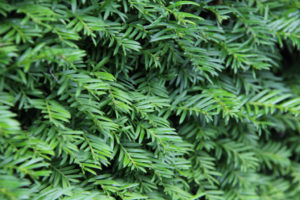 Taxus baccata